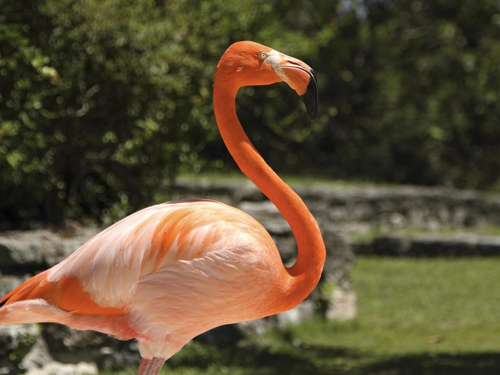 Flamingos no Parque Xcaret (Foto: Xcaret - Divulgação)