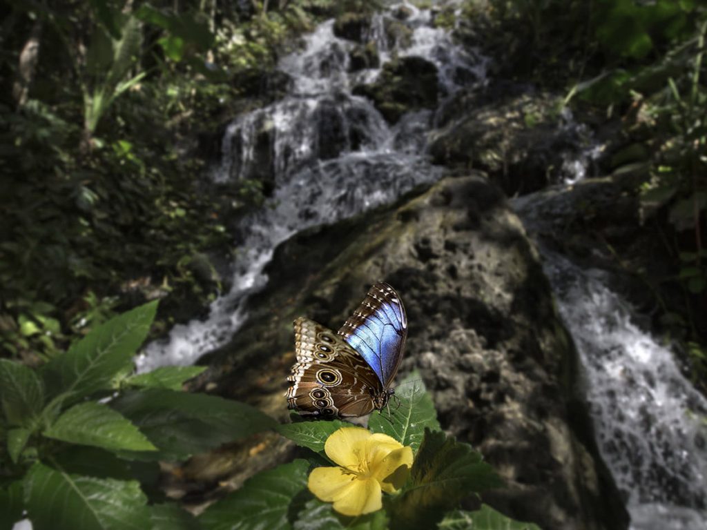 Belíssimo borboletário do Parque Xcaret (Foto: Xcaret - Divulgação)