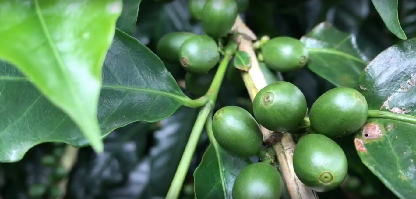 Tour Café Costa Rica