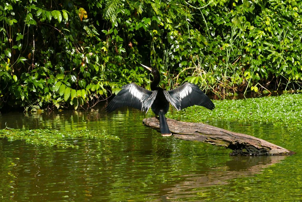 A fauna também dá um show em Tortuguero Costa Rica