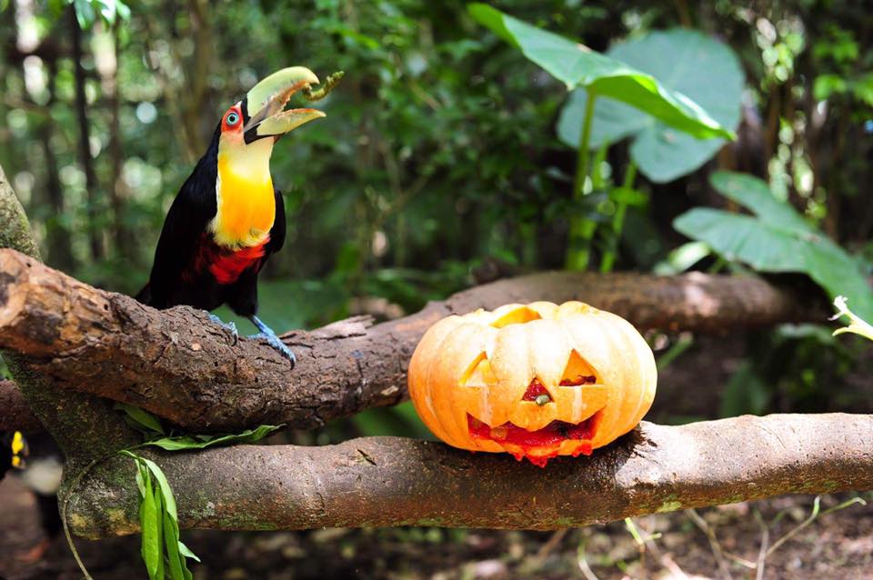 O HALLOWEEN CHEGOU AO PARQUE DAS AVES