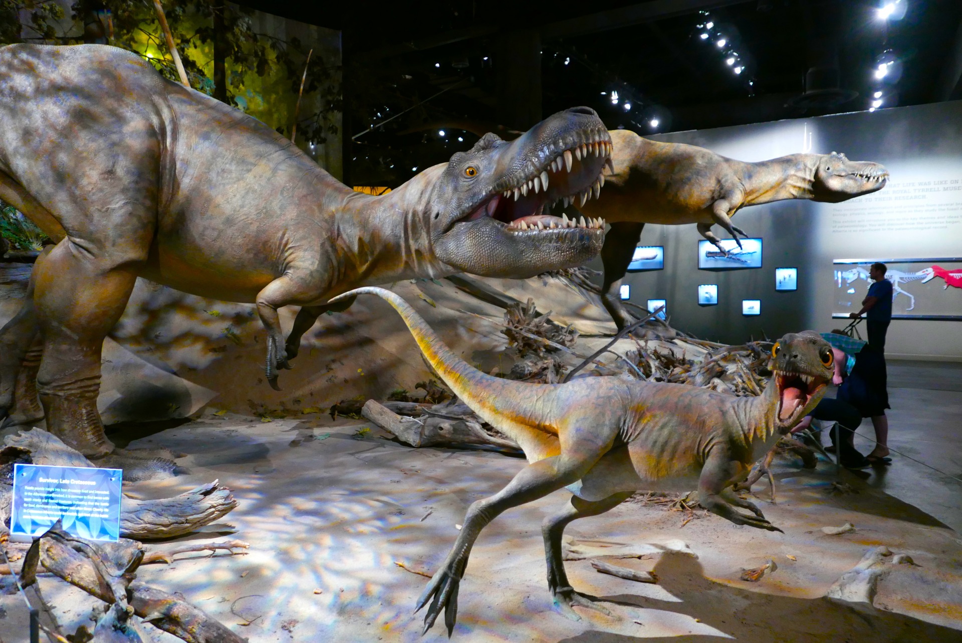 Uma das salas do Royal Tyrreal Museum, em Drumheller, “Capital Mundial dos Dinossauros” (Claudia Tonaco)