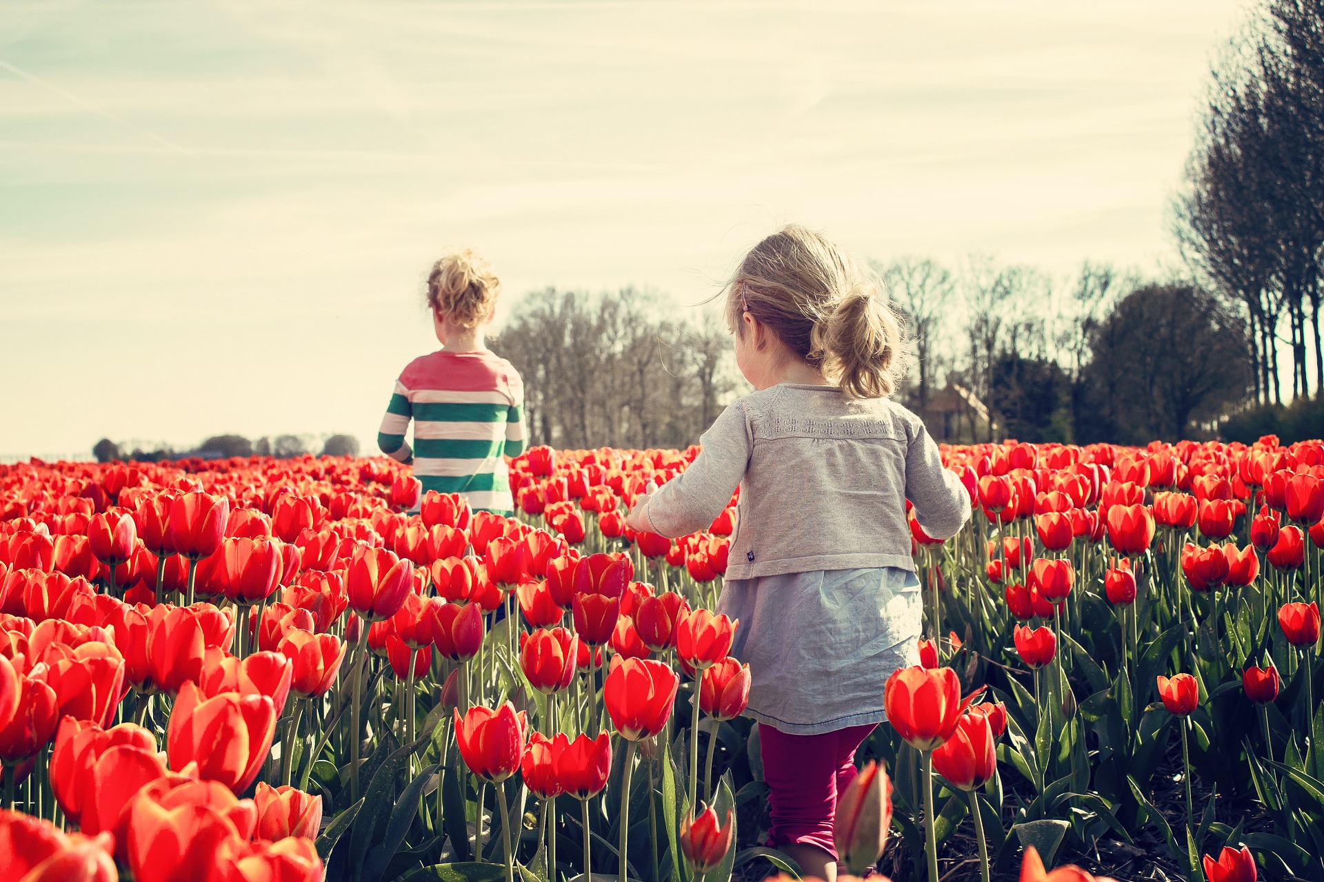 Tulipas Holanda Roterdã