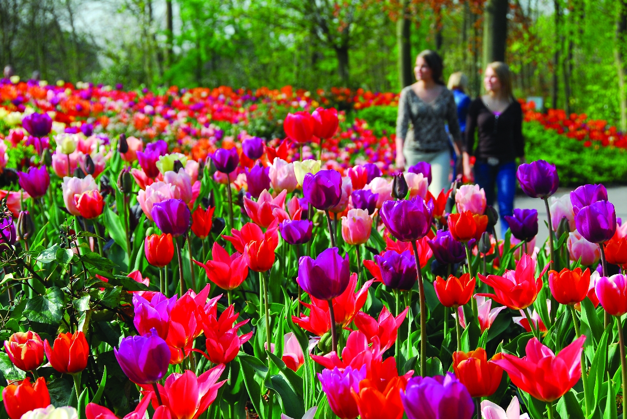 O parque Keukenhof é o maior do mundo e está aberto ao público apenas durante um curto período do ano