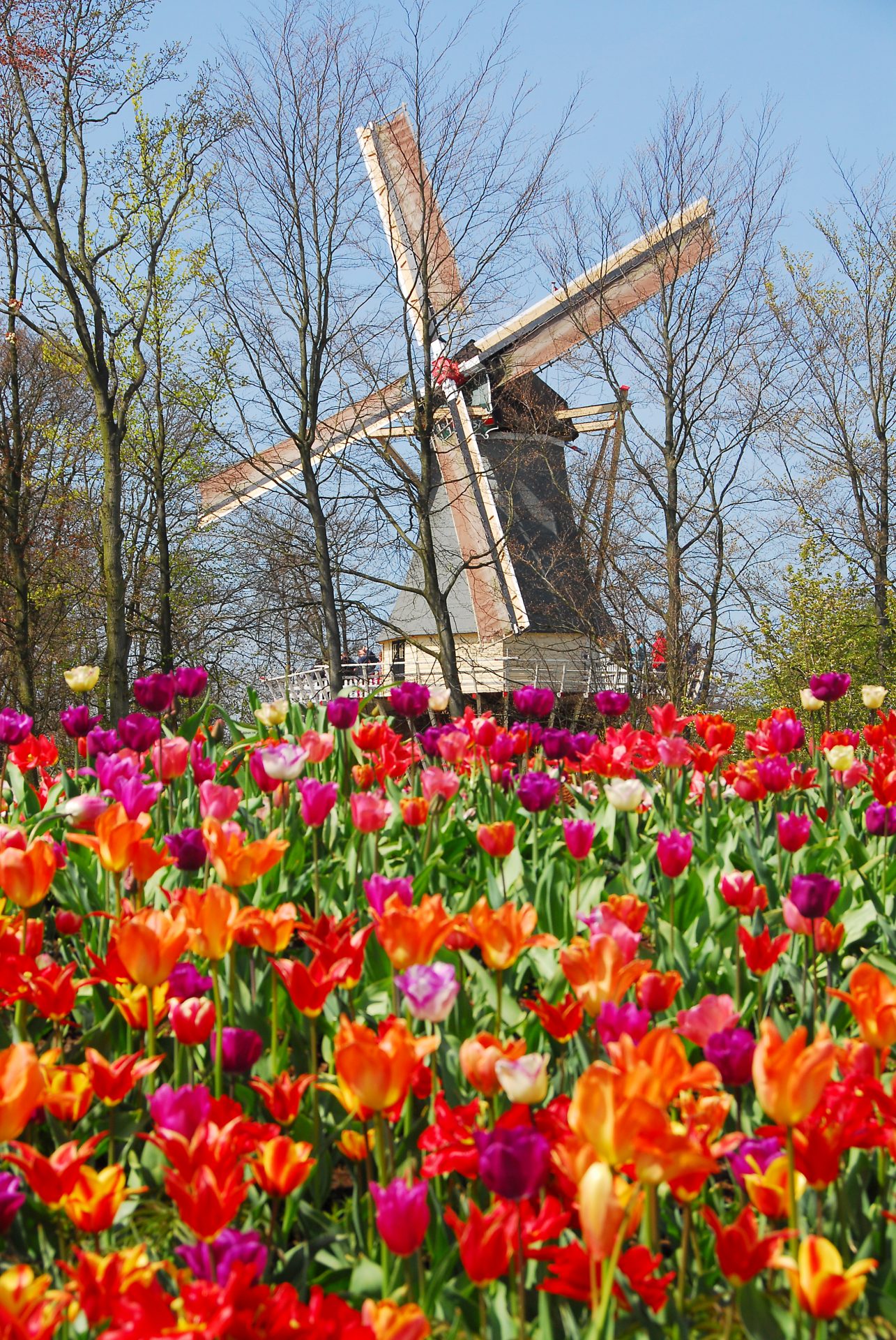 Keukenhof Miffy é o nome carinhoso dado pelos holandeses ao moinho de vento do parque, que tem + de 100 anos