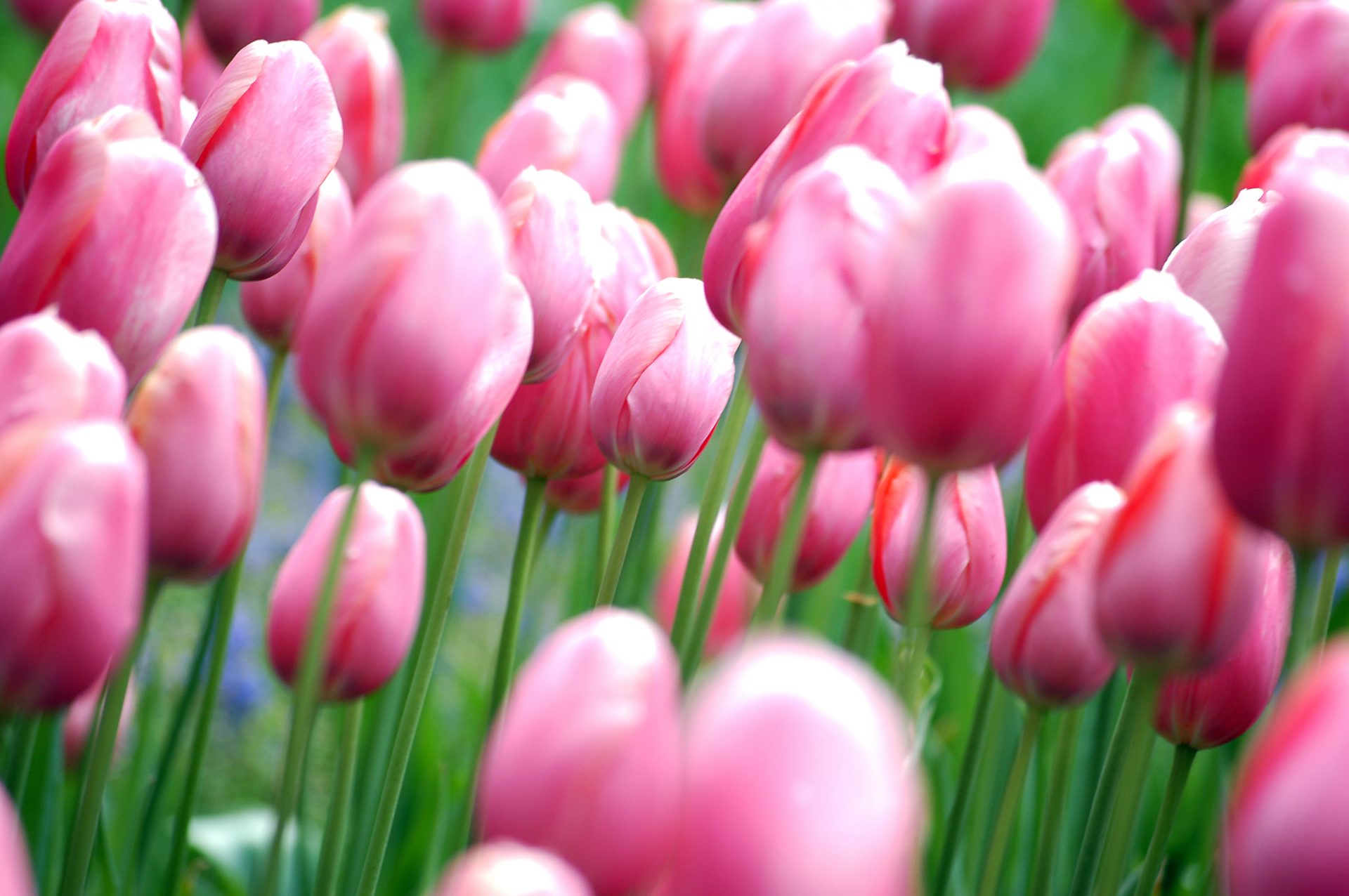 Tulipa Holanda