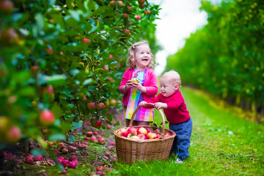 Fazenda de maçã na Califórnia coloca os pequenos em contato com o melhor da natureza