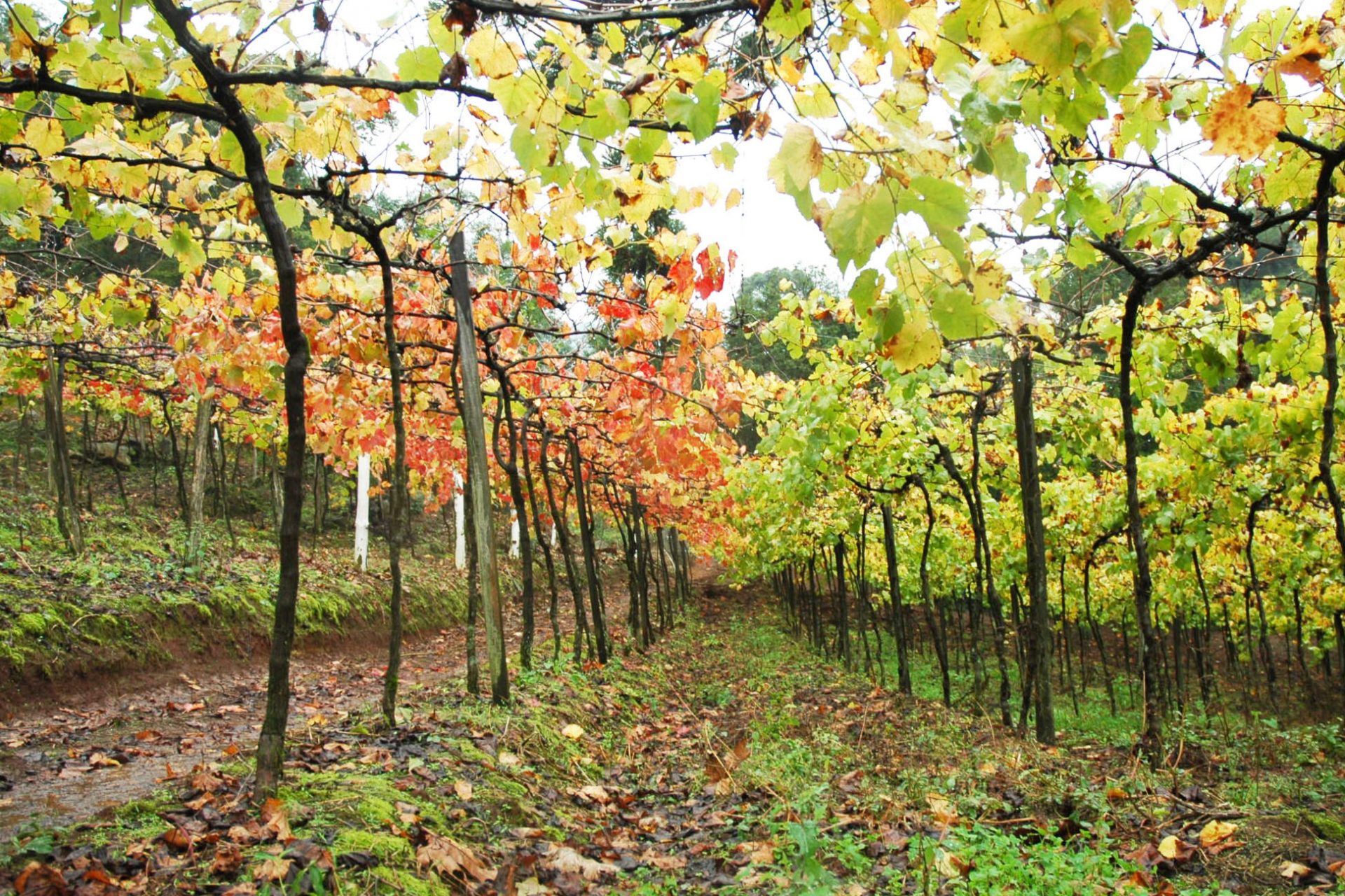 WINE SOUTH AMERICA = VINHOS + NEGÓCIOS + TURISMO NA SERRA GAÚCHA