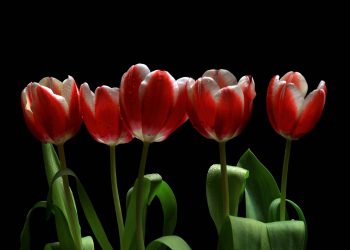 Tulipas Holanda