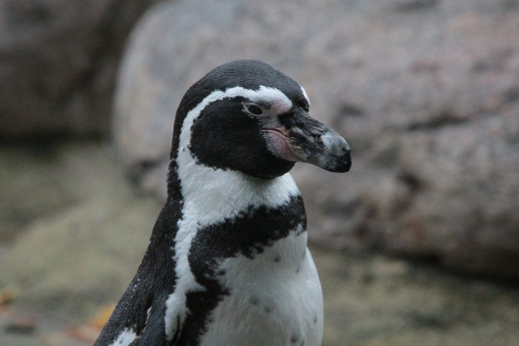 Pinguim Argentina
