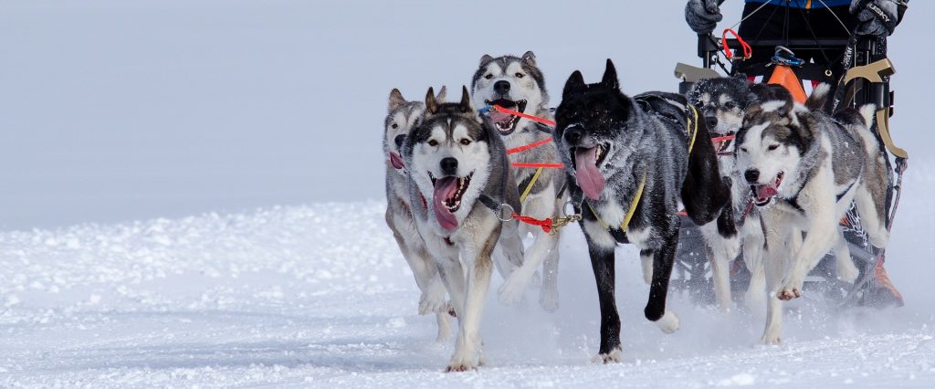 Inverno Argentina trenó cães