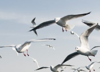 Gaivotas voando