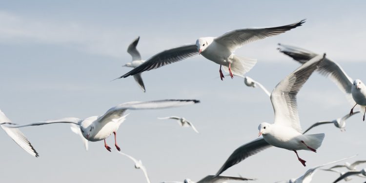 Gaivotas voando