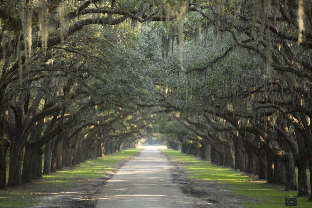 Georgia - USA state,historic,Oak Tree,Savannah