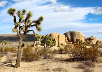Joshua Tree National Park California