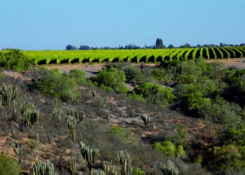Concha Y Toro