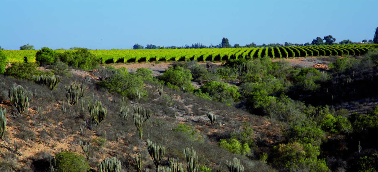 Concha Y Toro