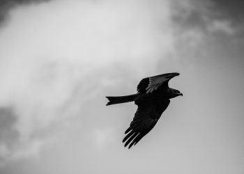Pássaro natureza preto e branco