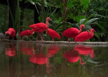Parque das Aves