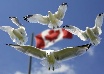 Bandeira Canadá e gaivotas