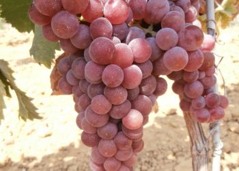 Moscatel Roxa