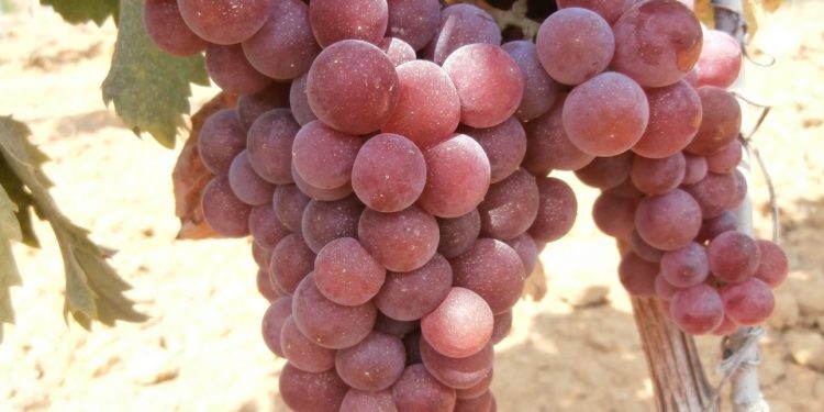 Moscatel Roxa