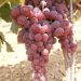 Moscatel Roxa