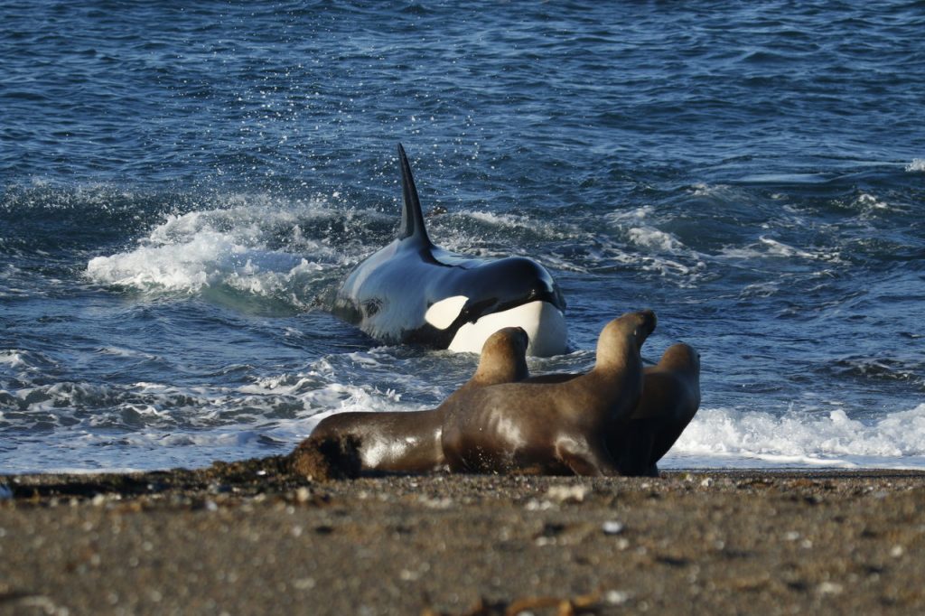 Encalhe intencional das orcas na Patagônia Argentina