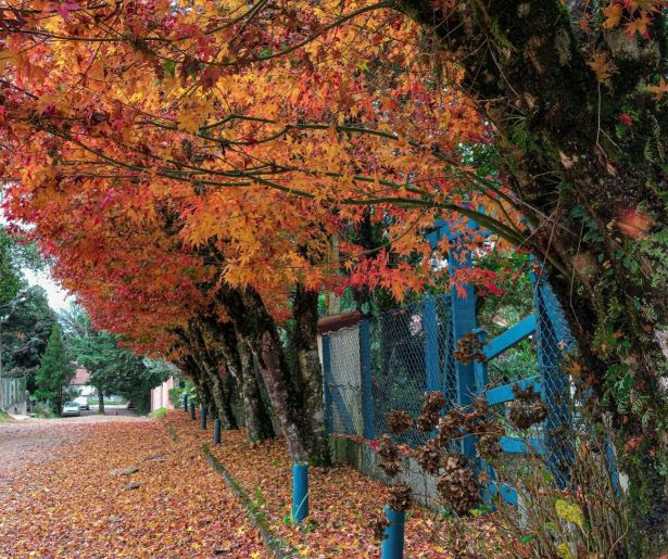 Ruas de Monte Verde no Outono