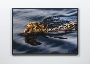 Artistas Pelo Pantanal