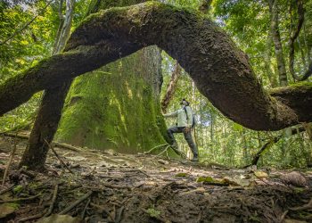 Amazônia Trilha