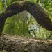 Amazônia Trilha
