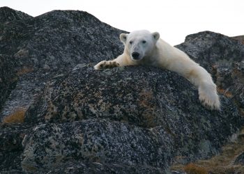 Crise Climática aquecimento global protesto