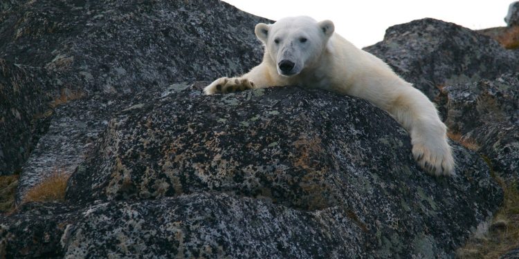 Crise Climática aquecimento global protesto
