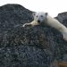Crise Climática aquecimento global protesto