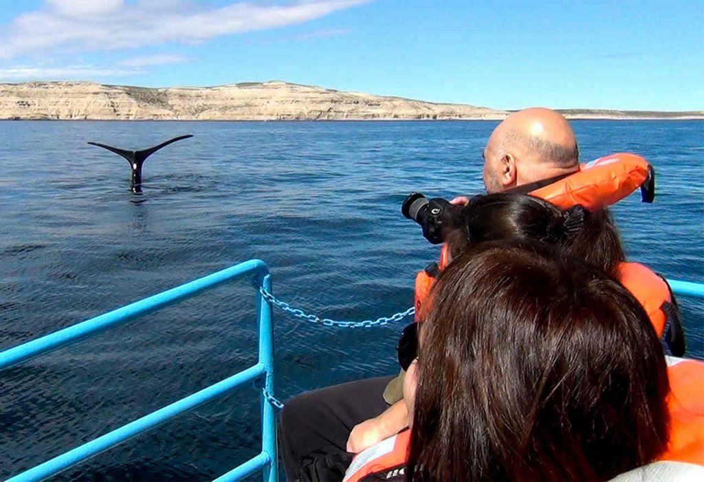 Baleias na Península Valdés - Argentina