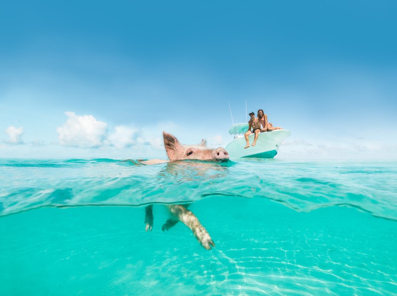 Porco Bahamas