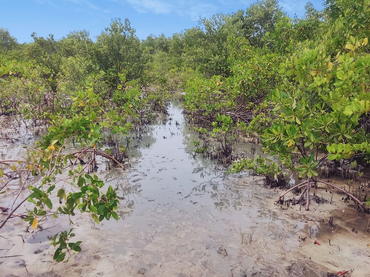 Área de mangue onde a equipe da Natureza Tur atua ajudando na preservação