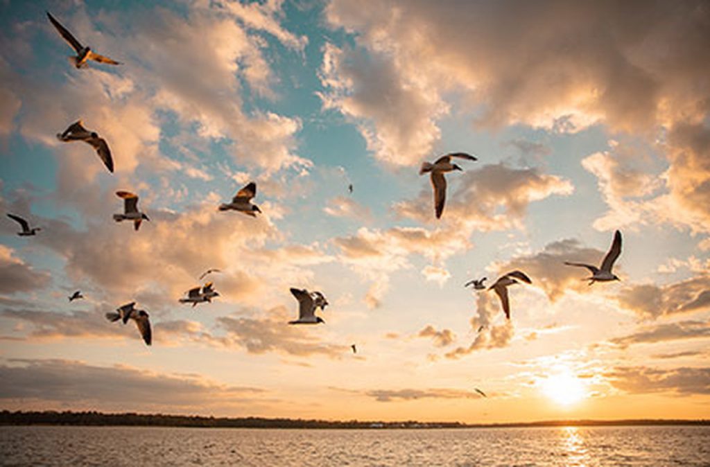 Alabama Coastal Connection - Sul dos Estados Unidos