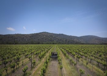 Vinícola Matetic, Vale do Rosário, Chile