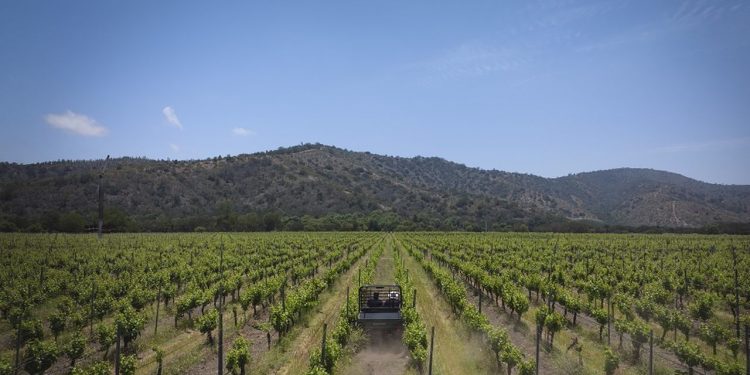 Vinícola Matetic, Vale do Rosário, Chile