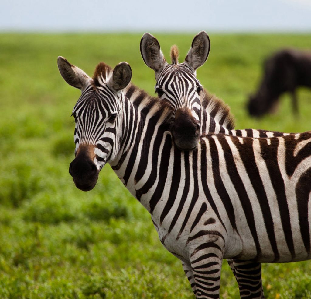 Safari Wilderness Ranch