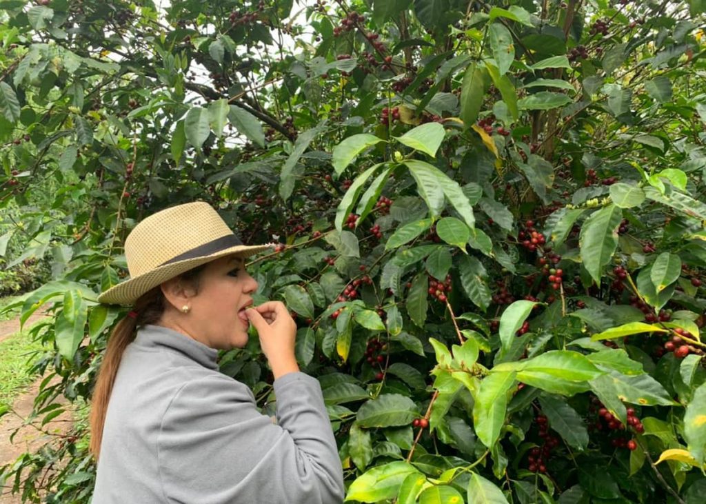 Fazenda Ceriana, Panamá