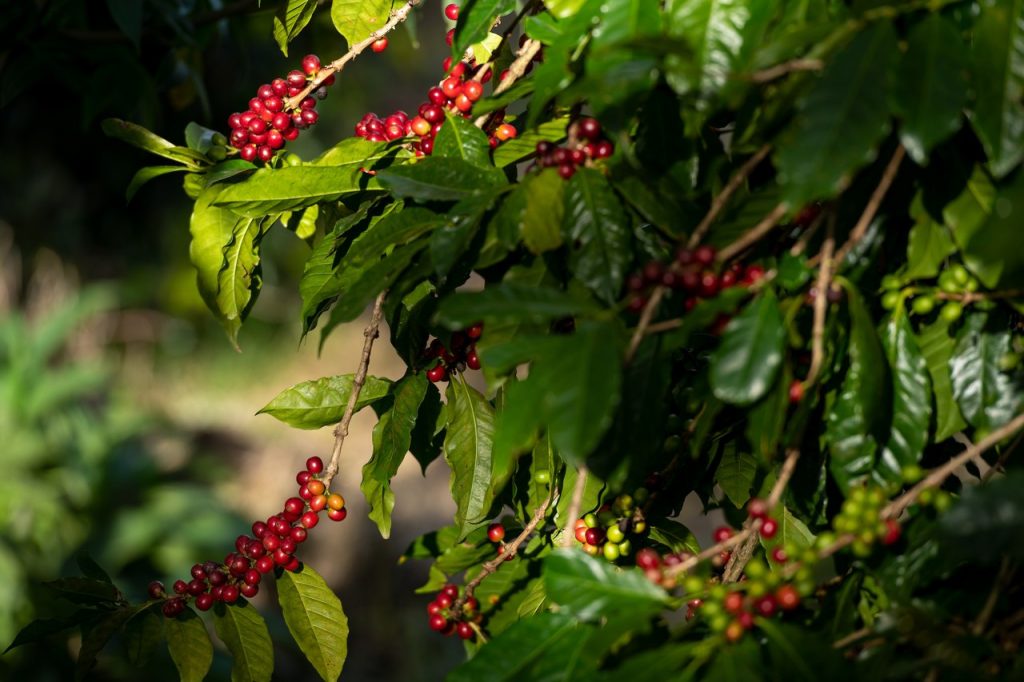 Fazenda de Café em Chiquiri, no Panamá