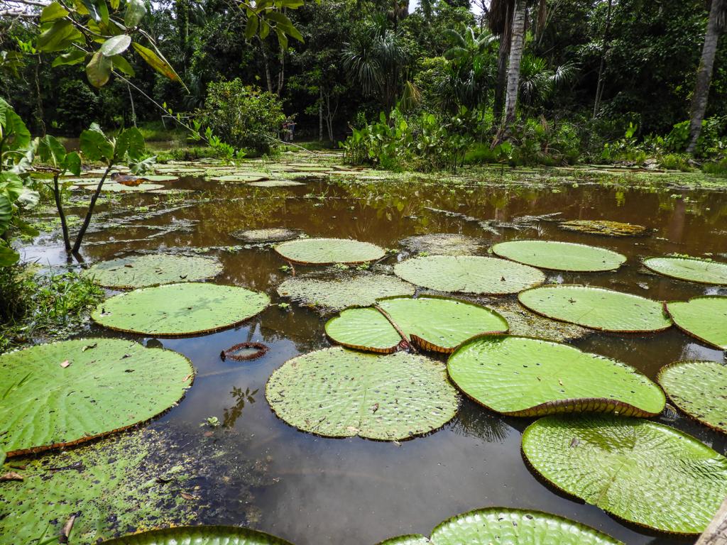 Amazonia Colombiana