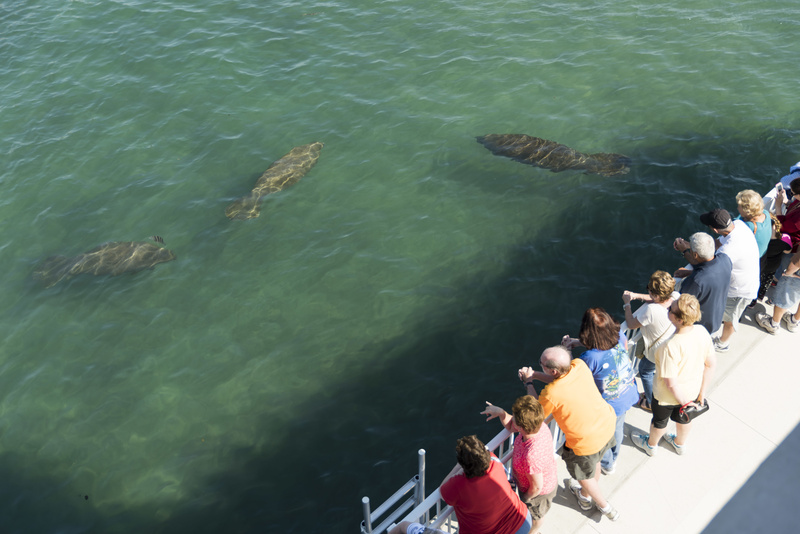 Manatee Lagoon