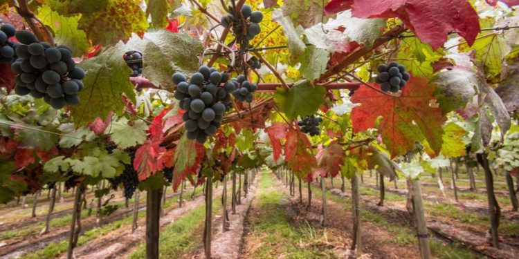Chile - Vindimas