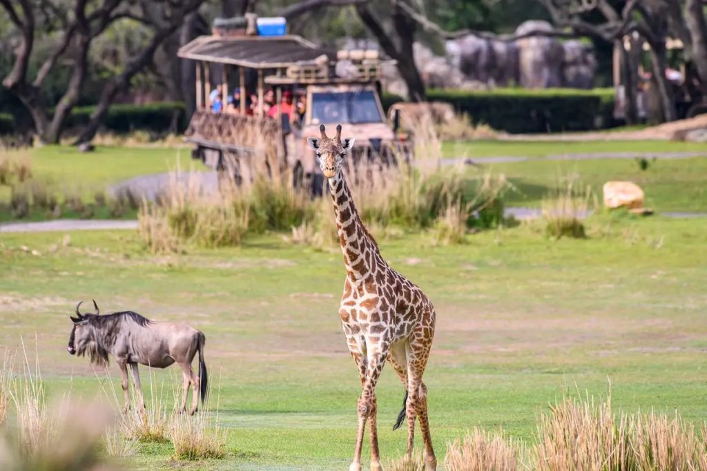 Disney’s Animal Kingdom