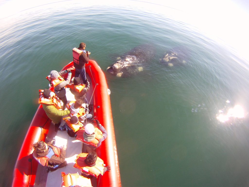Observação de baleias e fauna marinha em Las Grutas