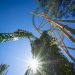 Cheetah Hunt